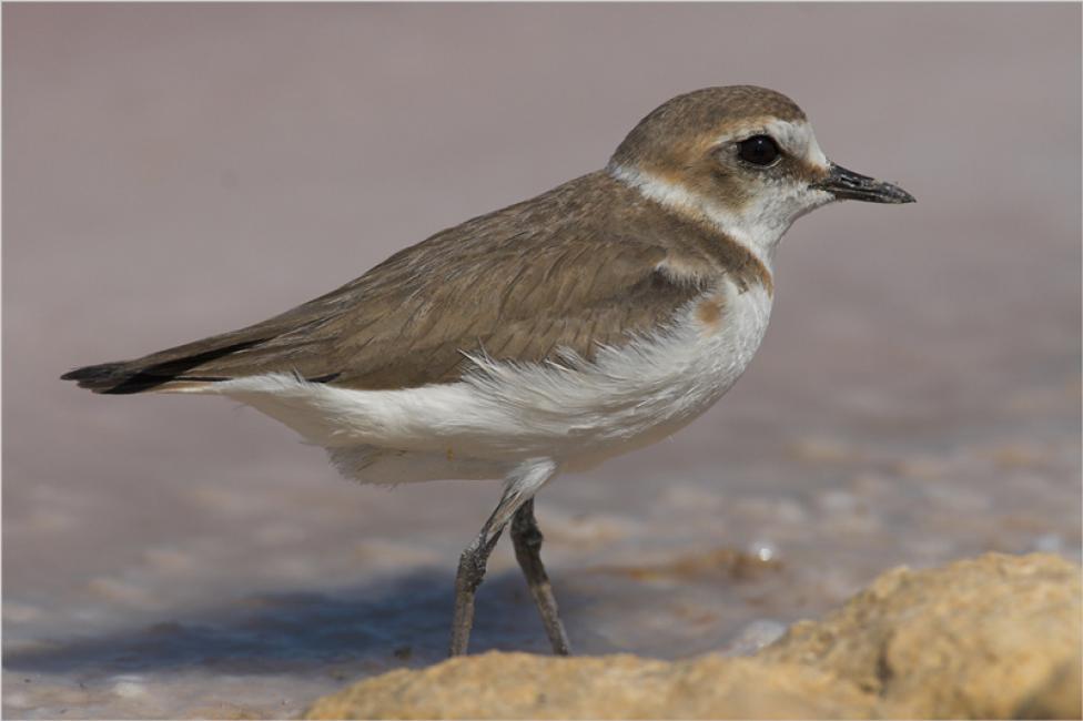 Chorlitejo patinegro en salina (Charadrius alexandrinus)